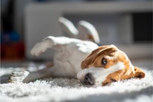 Pet on carpet floor | Roberts Carpet