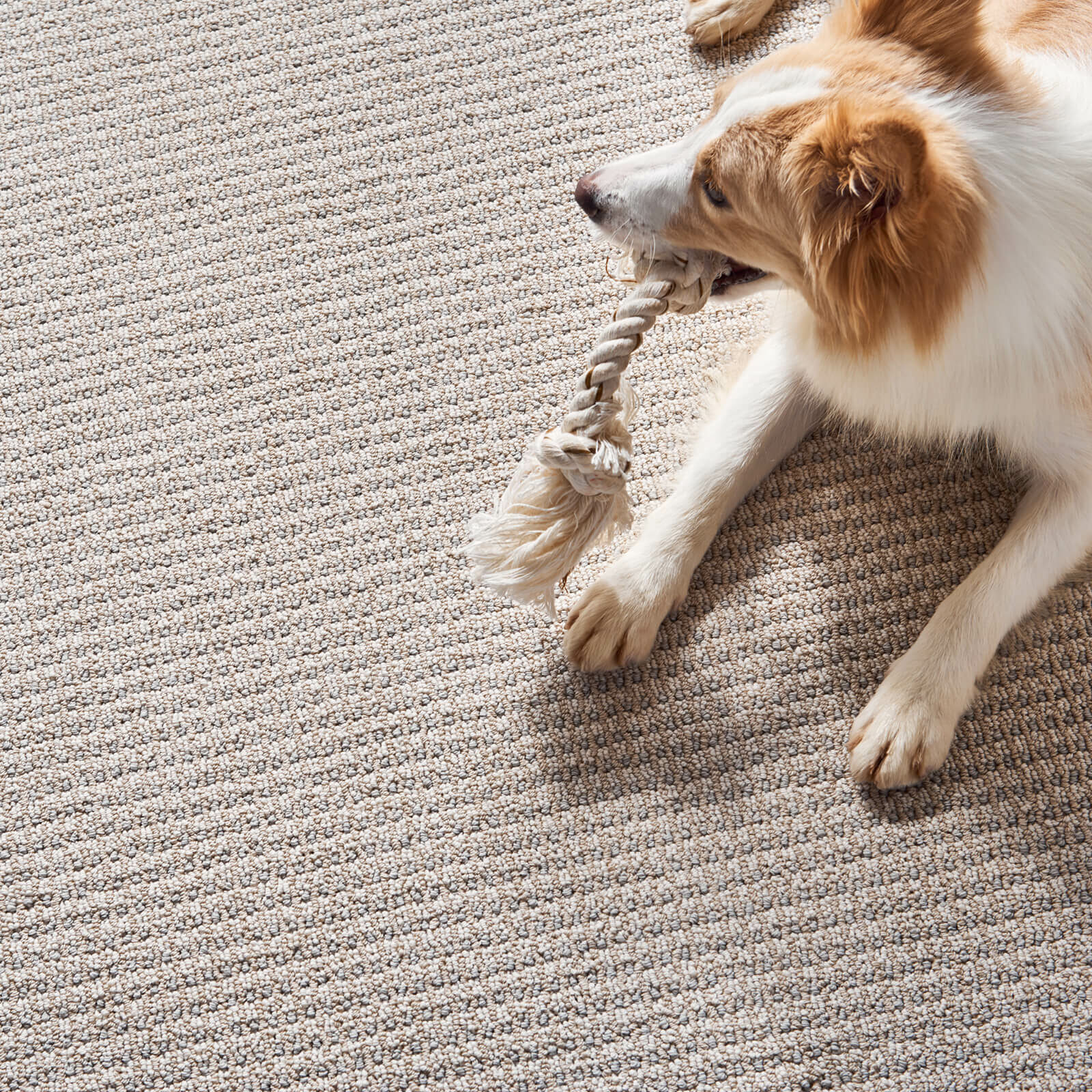 Pet friendly floor | Roberts Carpet & Fine Floors